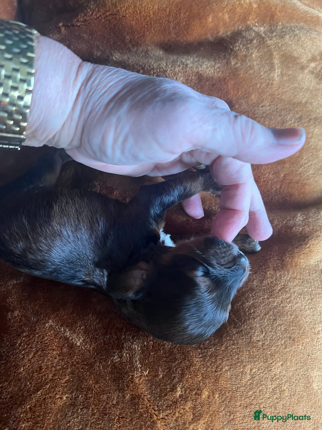 Cockapoo honden te koop: Cockapoo pups geboren  - Advertentie 2