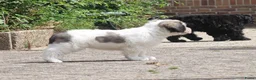 Polski Owczarek Nizinny honden te koop: Gouden mandje zoeken - Advertentie 8