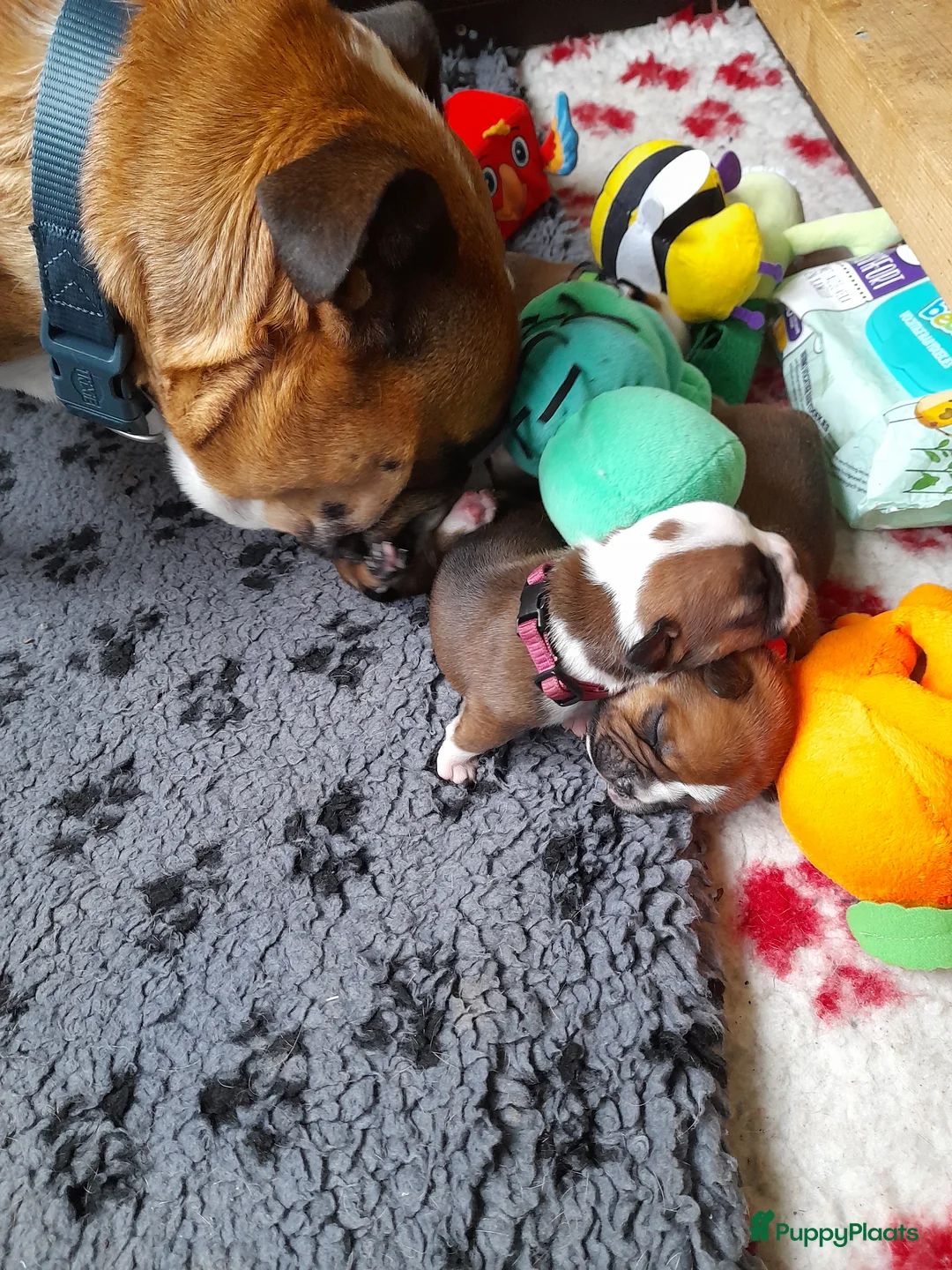 Kruising honden te koop: Nestverwachting in Staphorst - Advertentie 2