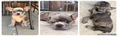 Franse Bulldog 2