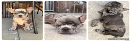 Franse Bulldog honden te koop: Franse bulldog pups - Merle- grey/blue-white/grey - Advertentie 13