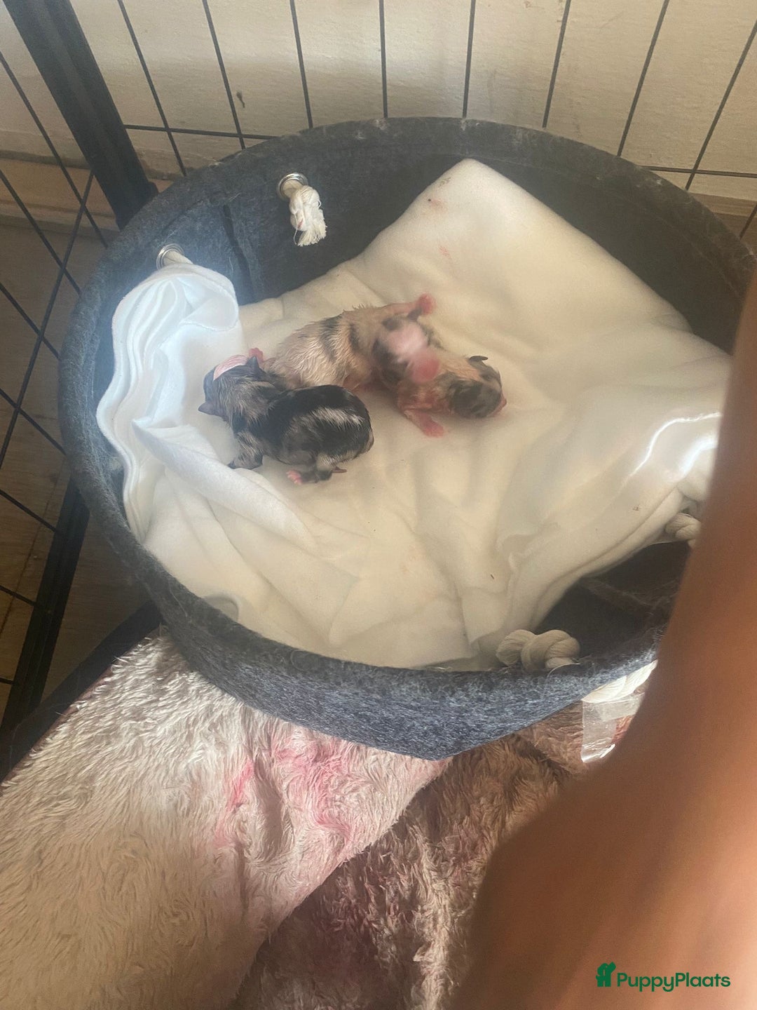 Pomeriaan honden te koop:  puppies met blauwe oogjes 😍 in Zoetermeer - Afbeelding 9