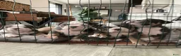 Old English Bulldog honden te koop: Prachtige Bulldog puppies - Advertentie 34