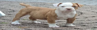 Amerikaanse Bulldog 3