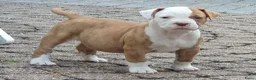 Amerikaanse Bulldog honden te koop: Mooie Amerikaanse Bulldog pups  - Advertentie 9