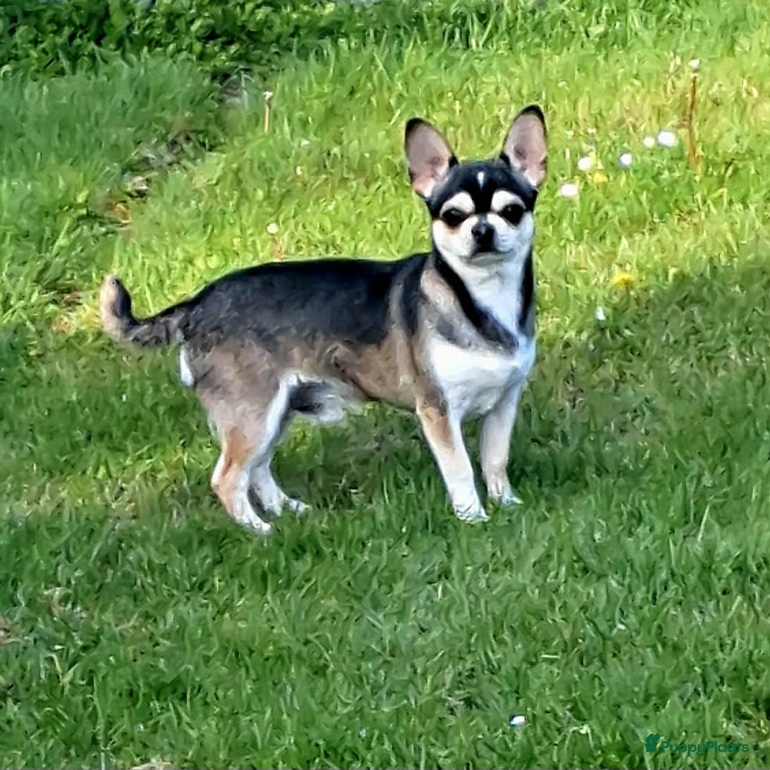 Chihuahua honden te koop: Chihuahua husky reu  - Advertentie 1