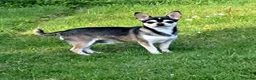 Chihuahua honden te koop: Chihuahua husky reu  - Advertentie 1