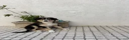 Australian Shepherd honden te koop: Australische Herder Teef met Stamboom in Sas van Gent - Advertentie 6