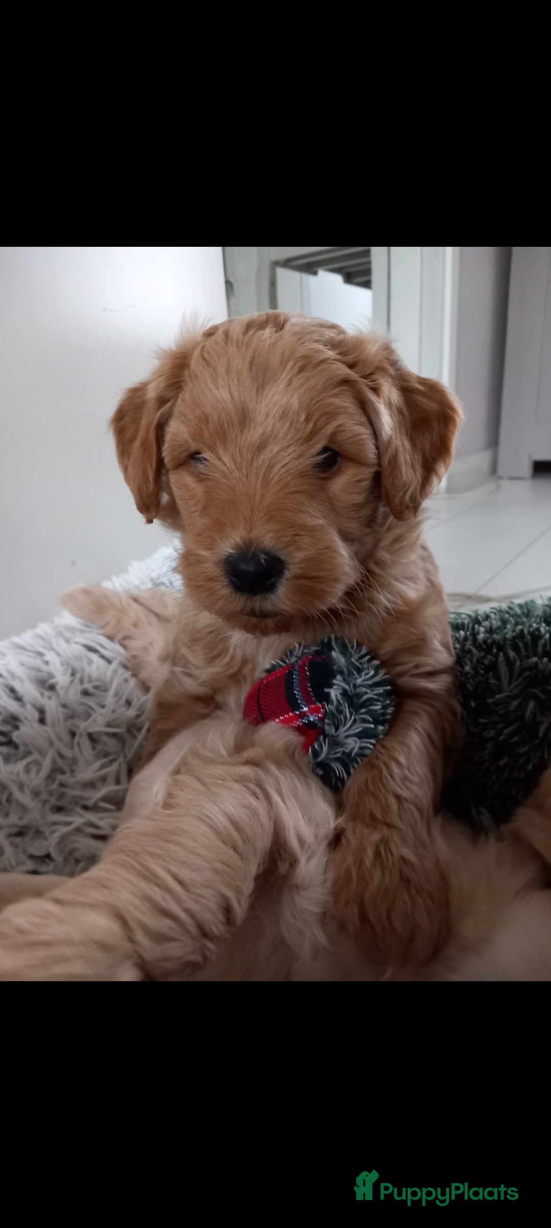 Kruising honden te koop: Prachtige Australian (halve) labradoodle puppies  - Advertentie 11