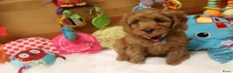 Kruising honden te koop: Prachtig mini Australian labradoodle pupjes - Advertentie 3