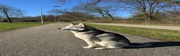 Siberische Husky honden ter dekking: Siberische Husky met FCI Stamboom - Advertentie 6