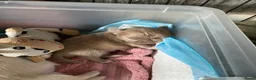 Chihuahua honden te koop: Langharige Chihuahua puppy’s  - Advertentie 26