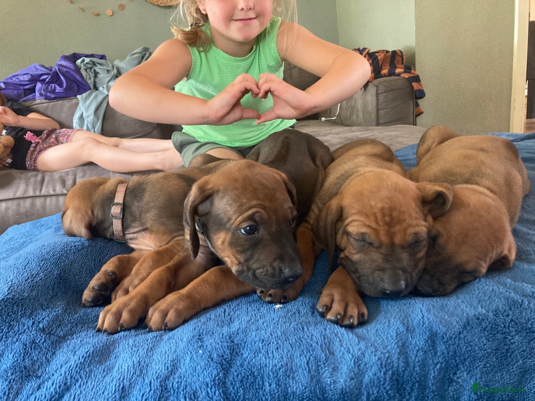Rhodesian Ridgeback honden te koop: Rhodesian Ridgeback pups - Afbeelding 8