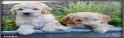 Labradoodle honden te koop: Labradoodle medium pups - Advertentie 7