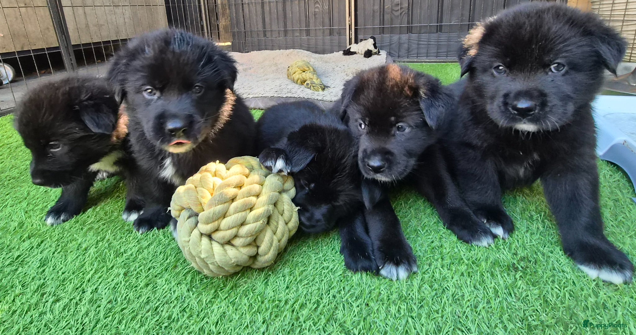 Kruising honden te koop: Labrakita pups (Labrador x Akita) Loyaal & speels - Advertentie 13