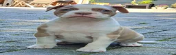 Amerikaanse Bulldog honden te koop: Mooie Amerikaanse Bulldog pups  - Advertentie 25