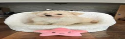 Maltipoo honden te koop: Maltipoopups  - Advertentie 9