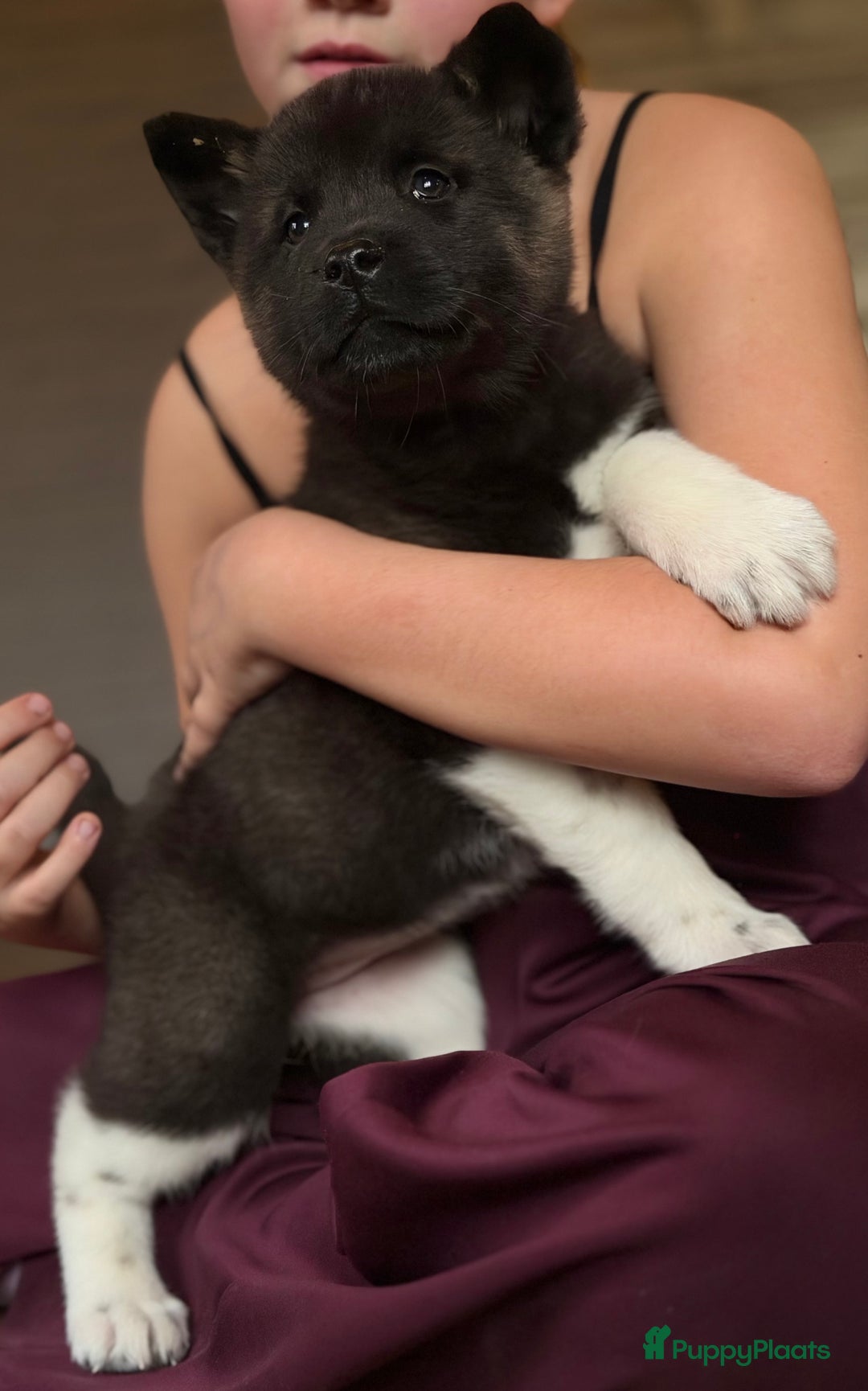 American Akita honden te koop: Prachtige American akita pups van unieke bloedlijn - Advertentie 19