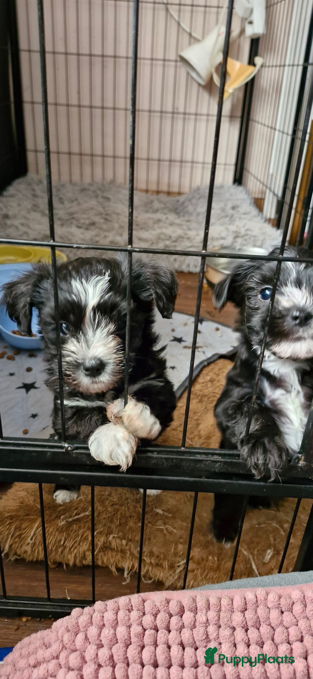 Morkie honden te koop: Morkie - Advertentie 7