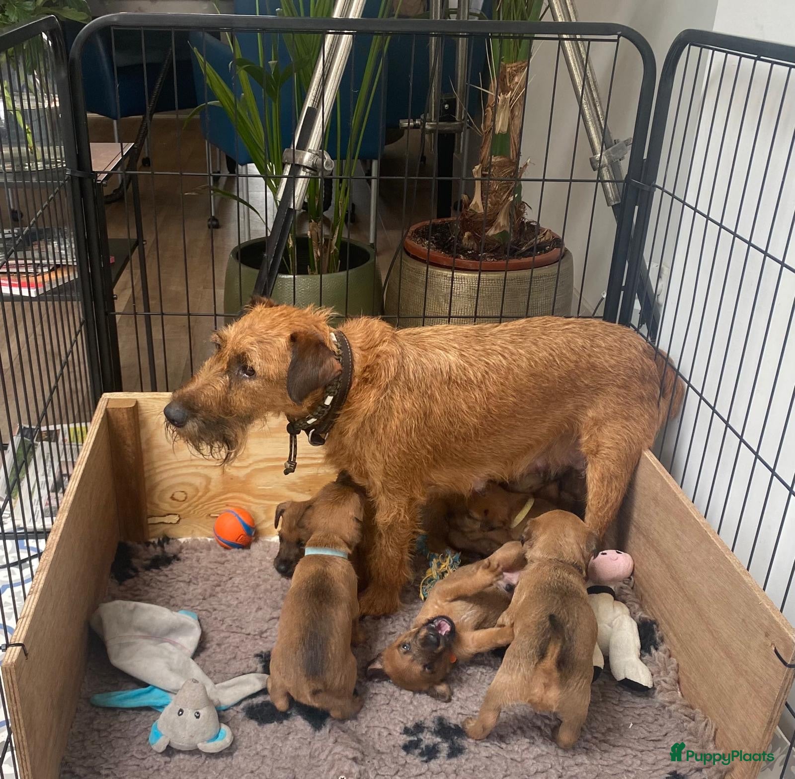 Ierse Terriër honden Pups Ierse terrier - Advertentie 1
