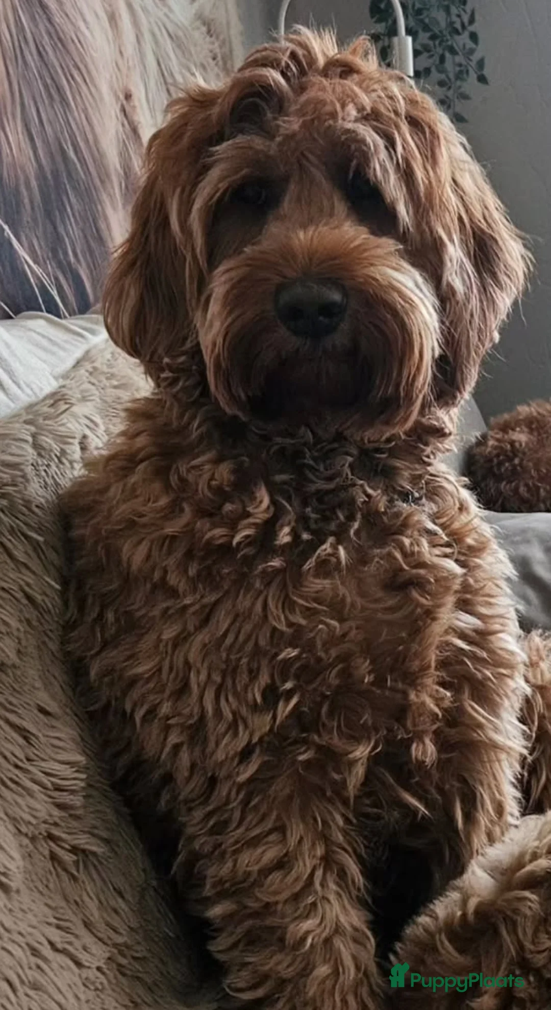 Australian Labradoodle honden te koop: ⭐️⭐️⭐️⭐️⭐️ sterren huisje gezocht  - Advertentie 1