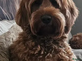 Australian Labradoodle honden ⭐️⭐️⭐️⭐️⭐️ sterren huisje gezocht - Advertentie 1