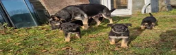 Duitse Herder honden te koop: Topkwaliteit Duitse Herder Pups - Advertentie 8