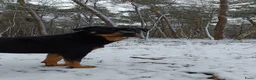 Rottweiler honden te koop: Prachtige Rottweiler Teefjes - Advertentie 7