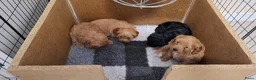 Cavapoo honden te koop: Mooie cavapoo pups - Advertentie 9
