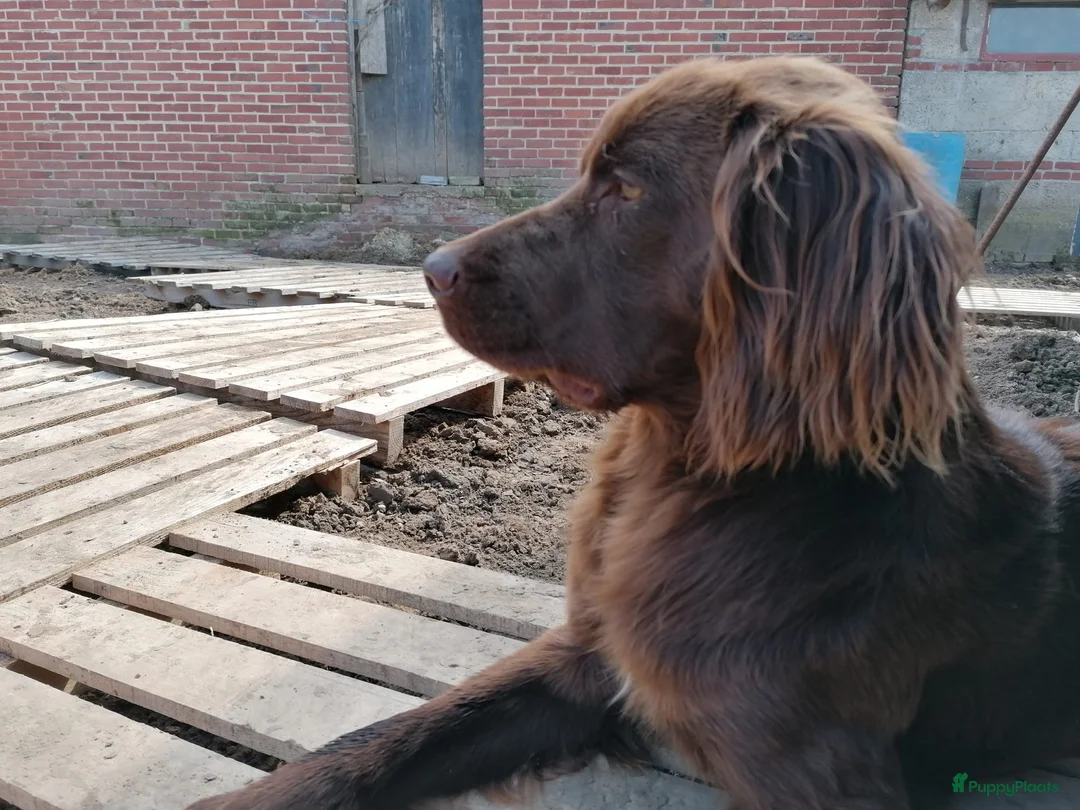 Duitse Staande Hond Langhaar honden te koop: Verwacht duitse staande Langhaar pups - Advertentie 6