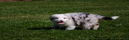 Australian Shepherd honden te koop: Australische herder pups geboren op boerderij (BE) - Advertentie 17