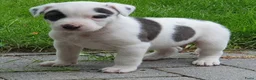 Kruising honden te koop: Border Collie Kruising pups  in Onstwedde - Advertentie 19