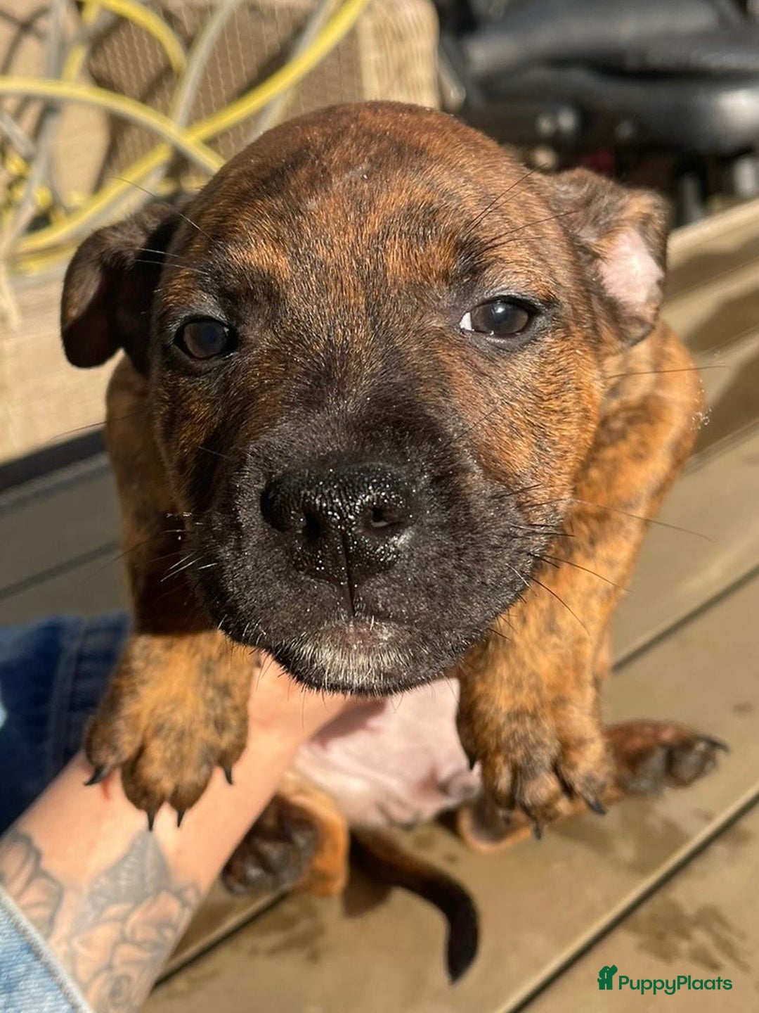 Kruising honden te koop: Pitbull x Cane Corso x Old English Bulldog puppies - Advertentie 6