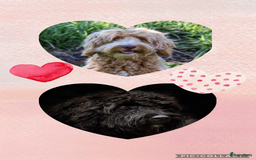 Labradoodle honden te koop: Medium labradoodle pups - Afbeelding 1