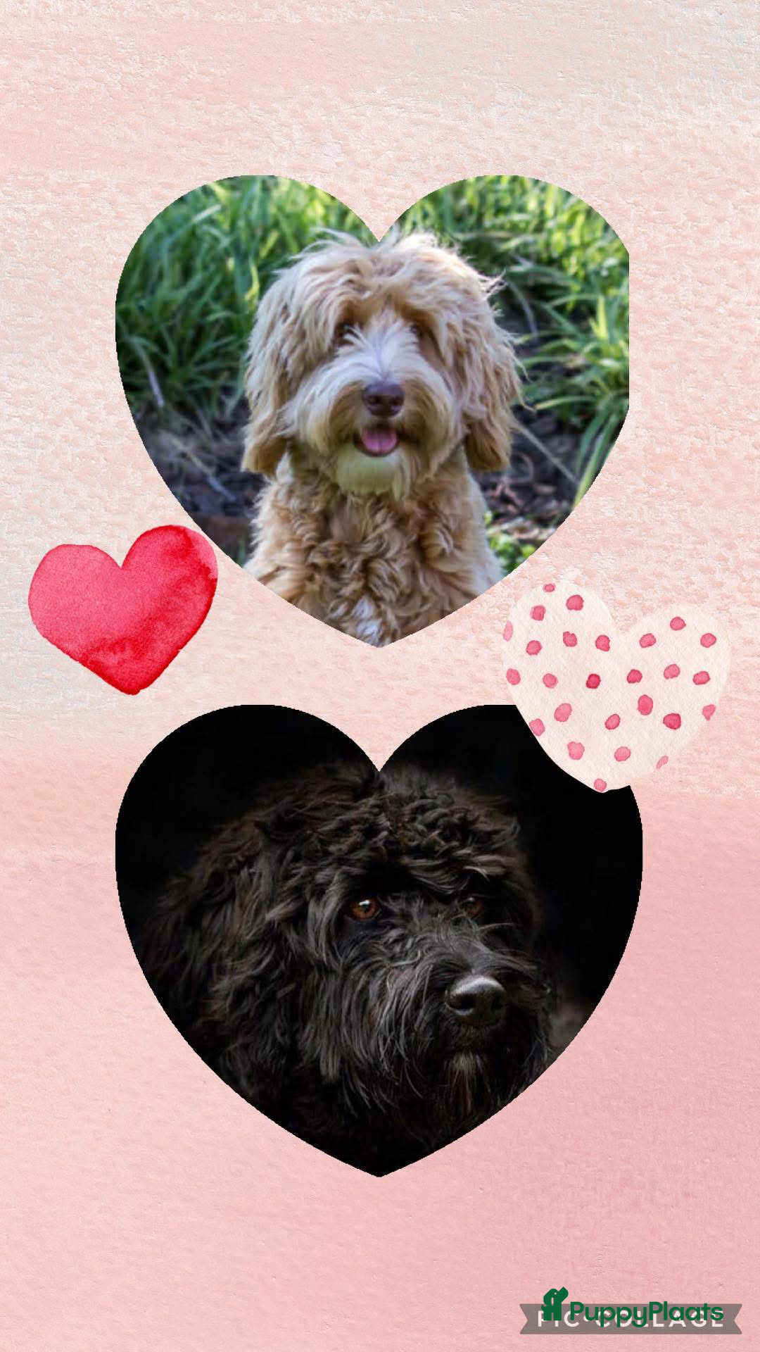 Labradoodle honden te koop: Medium labradoodle pups - Afbeelding 1
