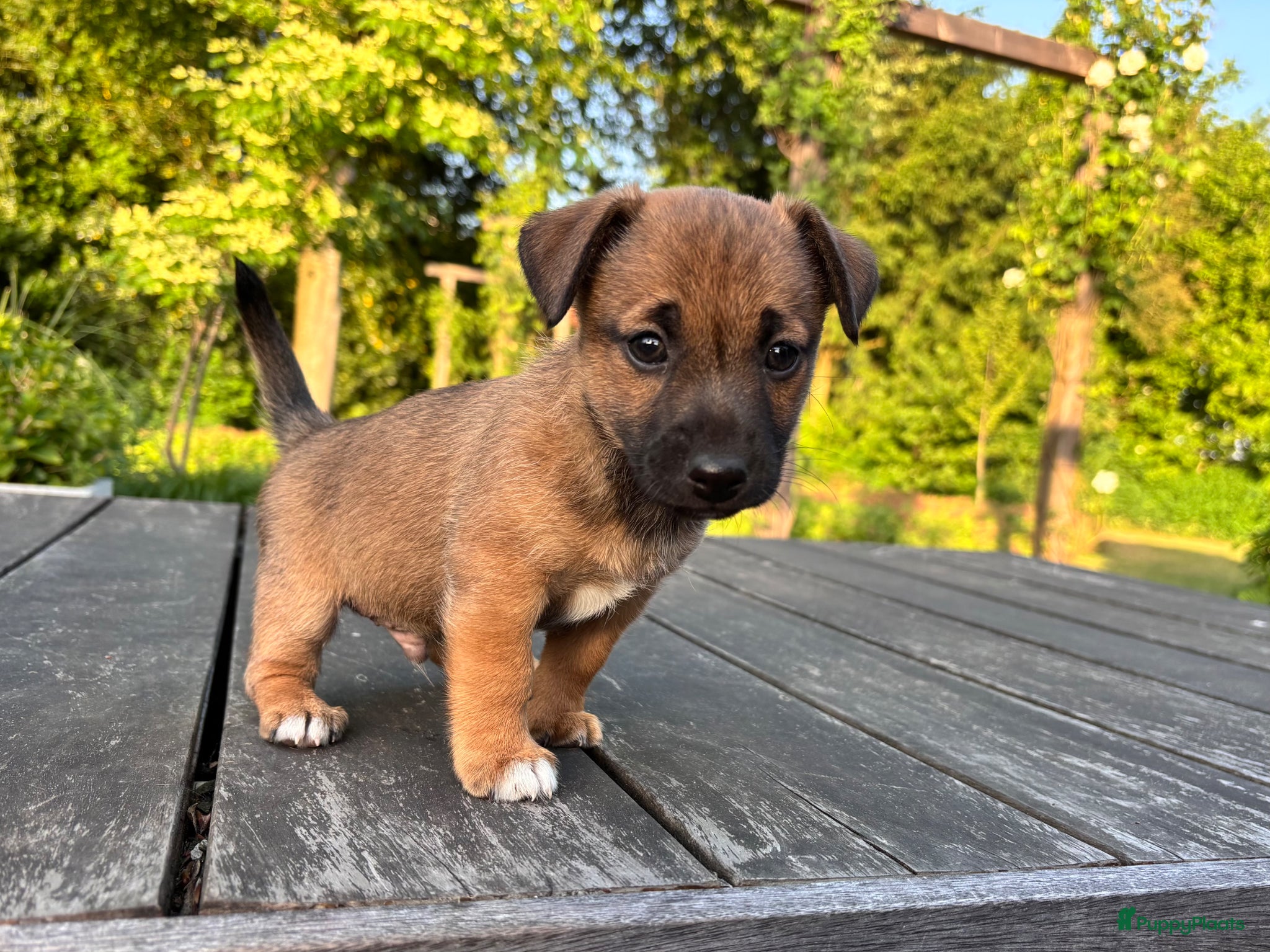 Jack Russel Terriër honden Prachtige Jack Russel Puppy’s  - Advertentie 1