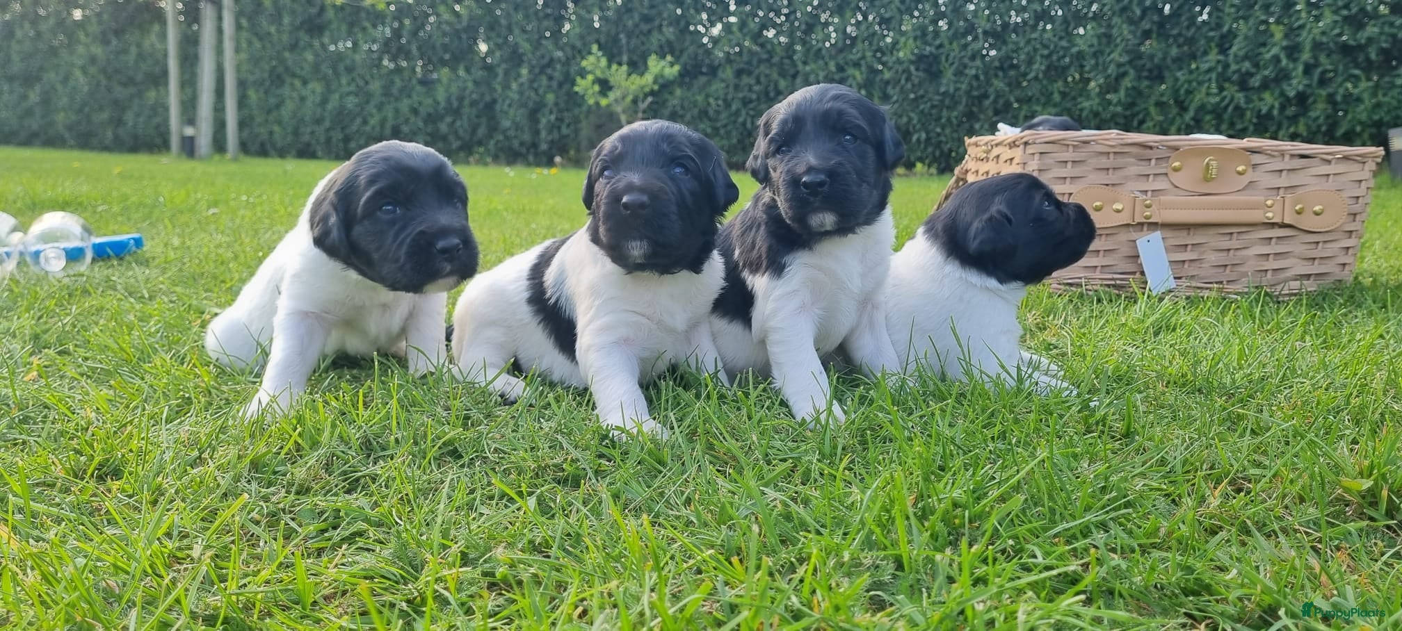 Friese Stabij honden Onze Donna heeft 6 pups - Advertentie 5