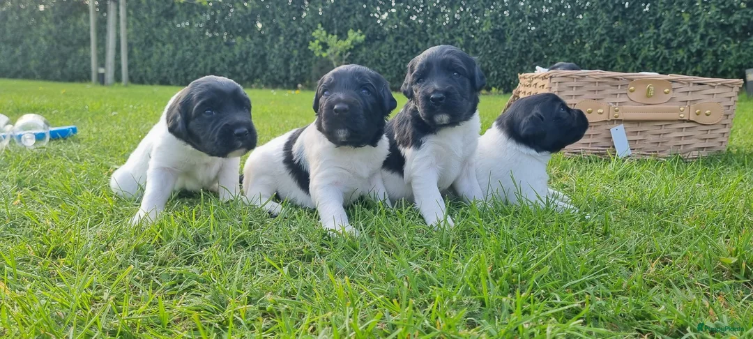 Friese Stabij honden te koop: Onze Donna heeft 6 pups - Advertentie 1