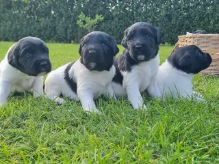 Friese Stabij honden Onze Donna heeft 6 pups - Advertentie 5