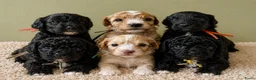 Maltipoo honden te koop: Prachtige Maltipoo pups (ouders getest)  in Voorthuizen - Advertentie 4