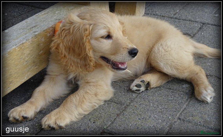 Cockapoo honden - Advertentie 1