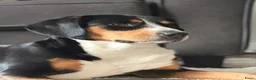 Entlebucher Sennenhond honden te koop: ■ PUP Entlebucher Sennenhond in Rijssen - Advertentie 2