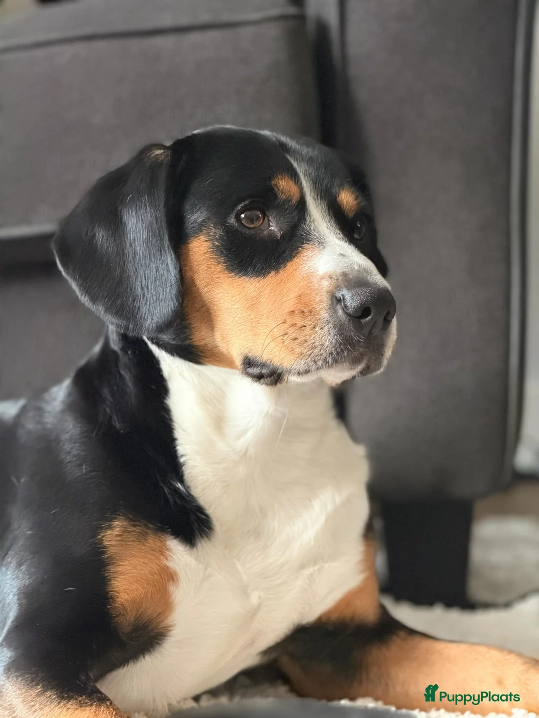 Entlebucher Sennenhond honden te koop: ■ PUP Entlebucher Sennenhond in Rijssen - Advertentie 2