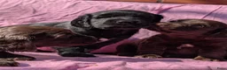 Kruising honden te koop: Kr .engelsecockerspaniel pups  - Advertentie 6