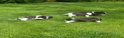 Heidewachtel honden te koop: Heidewachtel pups - Advertentie 3