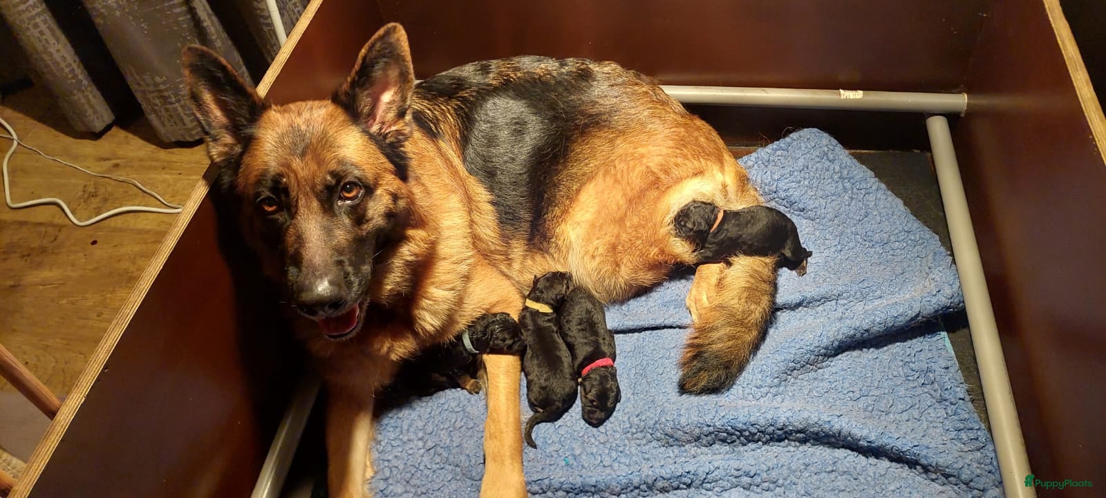 Duitse Herder honden Te koop Duitse Herder pups - Advertentie 15