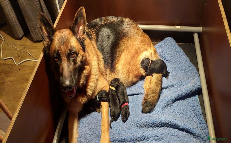 Duitse Herder honden Te koop Duitse Herder pups - Advertentie 5