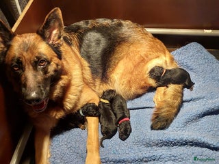 Duitse Herder honden Te koop Duitse Herder pups - Advertentie 13