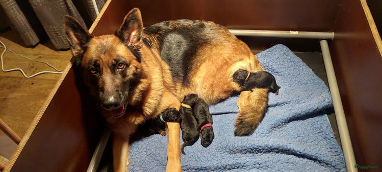 Duitse Herder honden - Advertentie 4