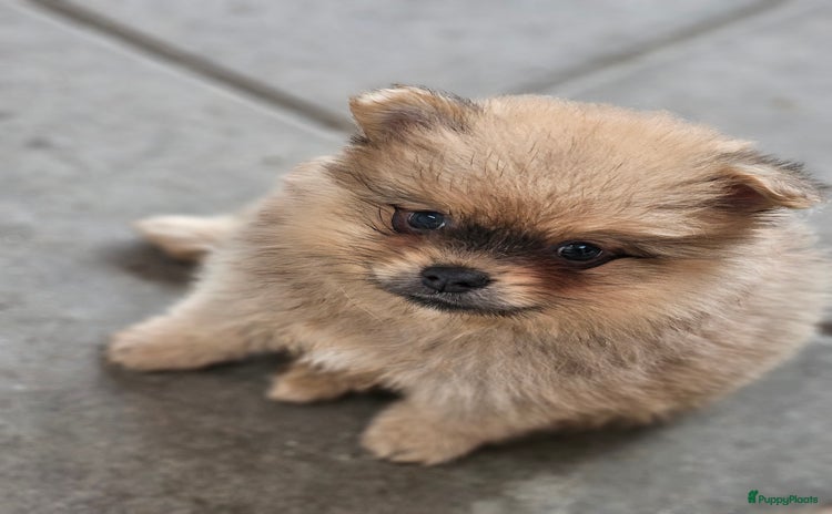 Pomeriaan honden - Advertentie 4
